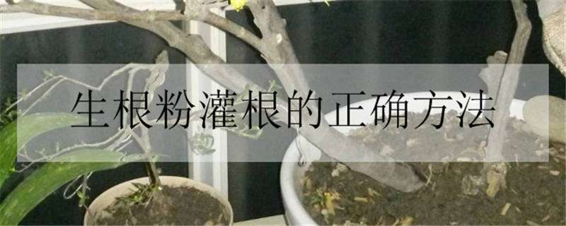 生根粉灌根的正确方法