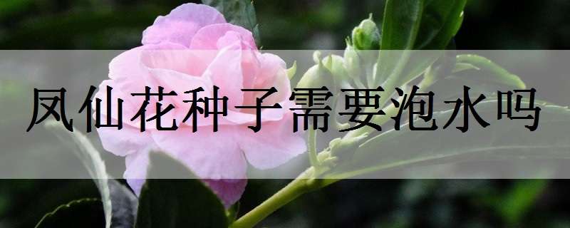 凤仙花种子需要泡水吗 凤仙花种子需要泡水吗泡多久合适