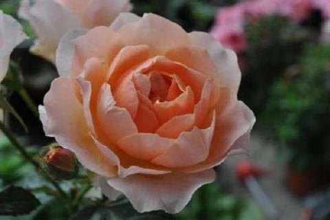 杏色露台月季的优缺点 月季花十大经典品种
