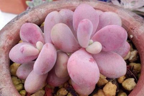 桃蛋多肉的正确用土方法（桃蛋多肉怎样养）