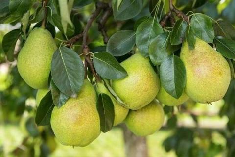 吃完梨的种子能种吗 种植方法有哪些