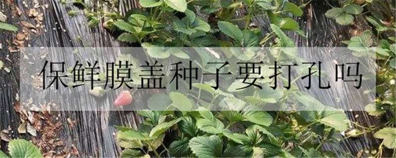 保鲜膜盖种子要打孔吗