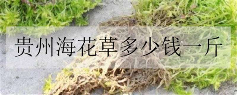 贵州海花草多少钱一斤