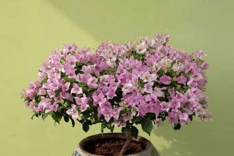 三角梅在开花期怎样浇水 三角梅开花期怎样浇水施肥