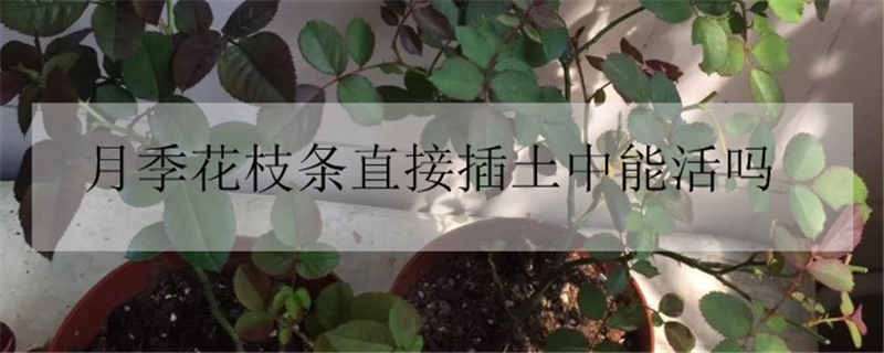 月季花枝条直接插土中能活吗