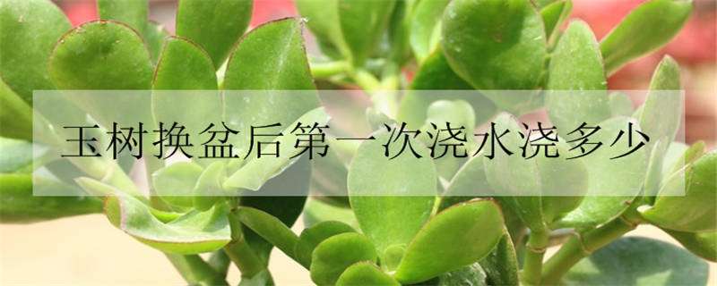 玉树换盆后第一次浇水浇多少（玉树如何换盆、换盆后可以浇水吗?）