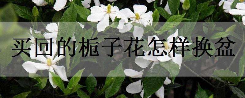 买回的栀子花怎样换盆 栀子花买回来怎么换盆