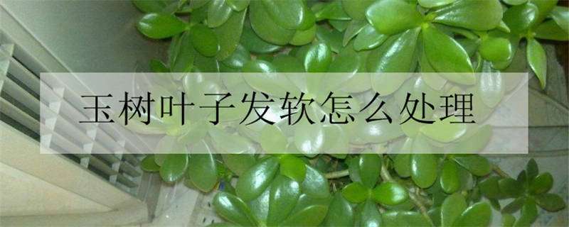 玉树叶子发软怎么处理 玉树叶子发软怎么处理好