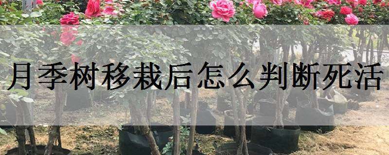 月季树移栽后怎么判断死活 月季移栽判断是否活了