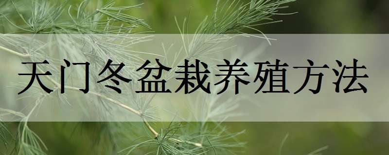 天门冬盆栽养殖方法（天门冬盆栽种植方法）
