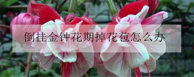 倒挂金钟花期掉花苞怎么办（倒挂金钟 掉花苞）