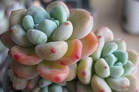 多肉劳尔出小头需要修剪吗 多肉劳尔出状态