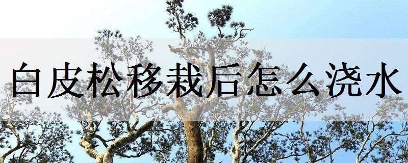 白皮松移栽后怎么浇水（白皮松移植后什么时候浇水合适）