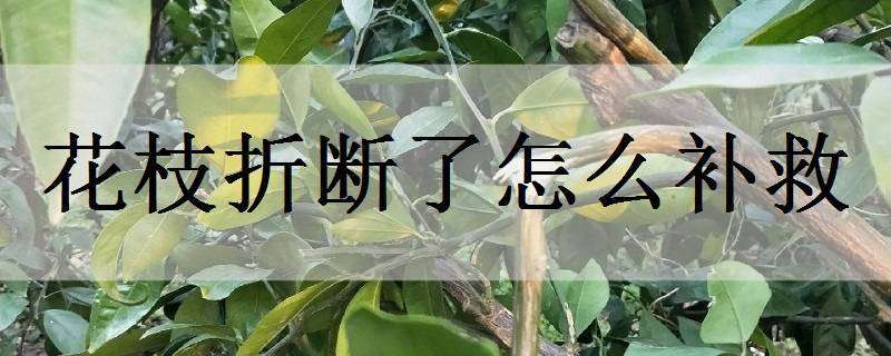 花枝折断了怎么补救