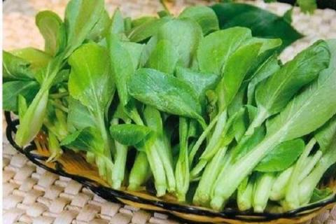 鸡毛菜和上海青的区别（鸡毛菜和上海青的区别图）