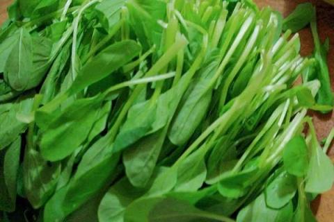 鸡毛菜是什么菜（上海鸡毛菜是什么菜）