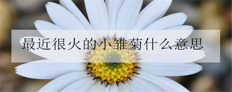 最近很火的小雏菊什么意思（今年流行的小雏菊是什么意思）