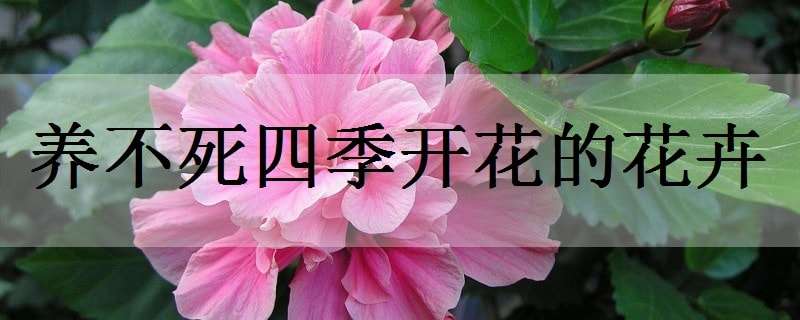 养不死四季开花的花卉（养不死四季开花的花卉水果）