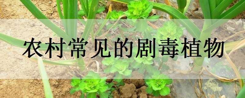 农村常见的剧毒植物 农村常见的剧毒植物图片