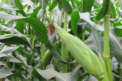 玉米撒完复合肥后持续下雨怎么办 玉米施肥后下大雨有事吗