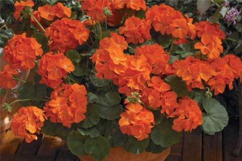 天竺葵开花期不能浇水吗（天竺葵开花期不能浇水吗）