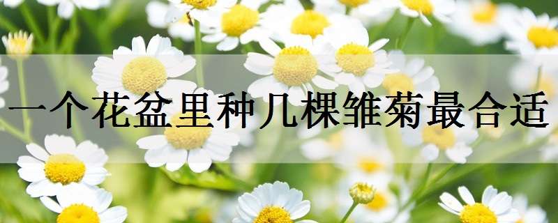 一个花盆里种几棵雏菊最合适（一个花盆里种几棵雏菊最合适图片）