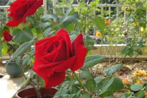 红玫瑰哪个品种好 红玫瑰哪个品种好看又好养