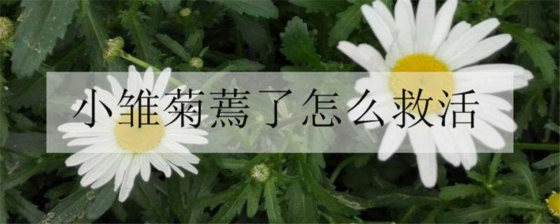 小雏菊蔫了怎么救活（小雏菊蔫了怎么救活它）