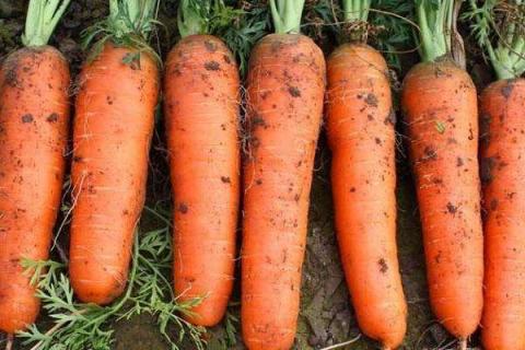 胡萝卜高产需要啥肥料 施肥要点及注意事项