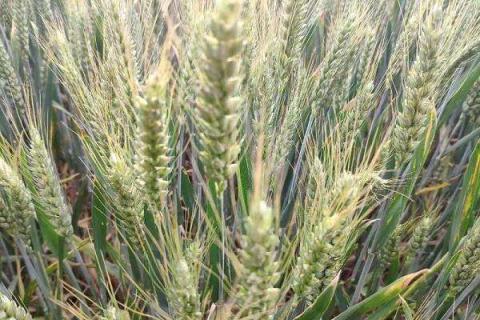 小麦追肥用硝酸磷好吗 小麦追肥用硝酸磷好吗有毒吗