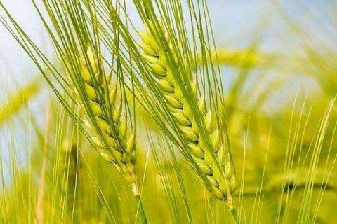 小麦孕穗期可以施肥吗（小麦孕穗期可以施肥吗）