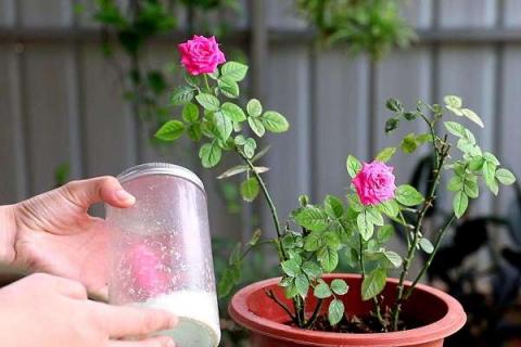 夏天怎么给花施肥