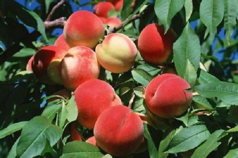 桃树能嫁接几种水果 怎么嫁接成活率高