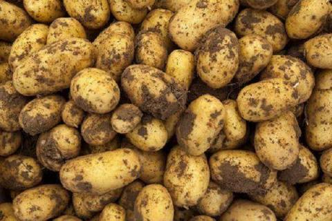 土豆水溶肥的使用方法 有哪些好处