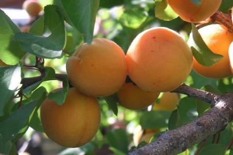杏树施催果肥最佳时间 施肥方法有哪些