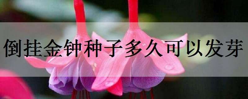 倒挂金钟种子多久可以发芽（倒挂金钟种子种下多长时间能出苗）