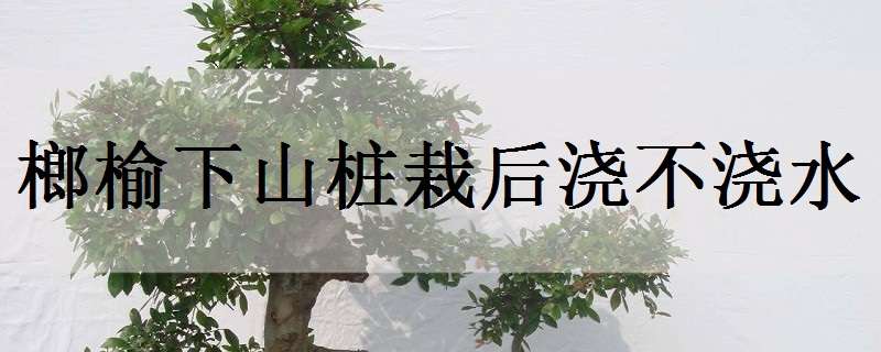 榔榆下山桩栽后浇不浇水 冬天榔榆下山桩栽后不浇水