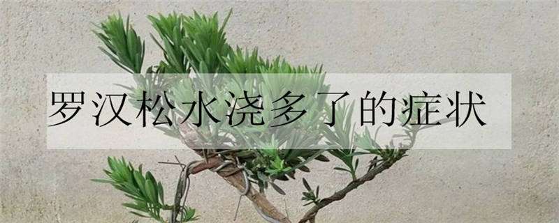 罗汉松水浇多了的症状