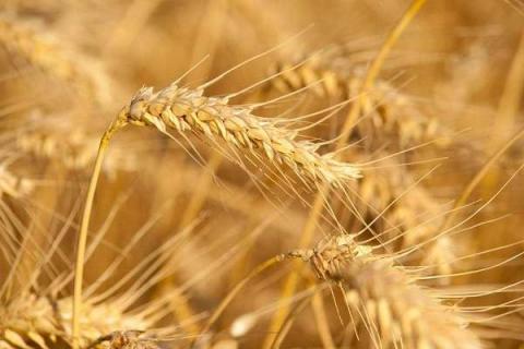 小麦追肥用复合肥好还是尿素好 小麦追肥用复合肥好还是尿素好些