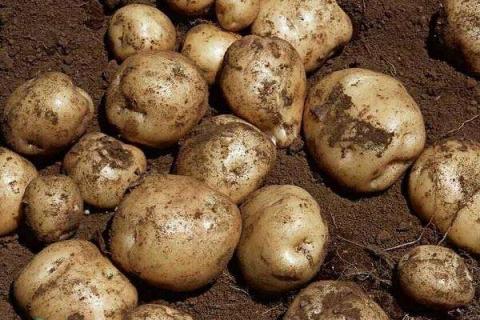 土豆最后一次施肥什么时候 土豆最后一次施肥什么时候施肥