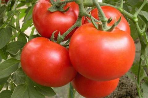 如何在家里种植番茄 栽培技术有哪些