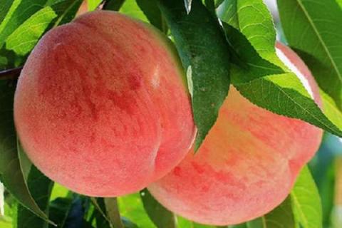 桃树能上尿素和复合肥吗 桃树可以上尿素吗
