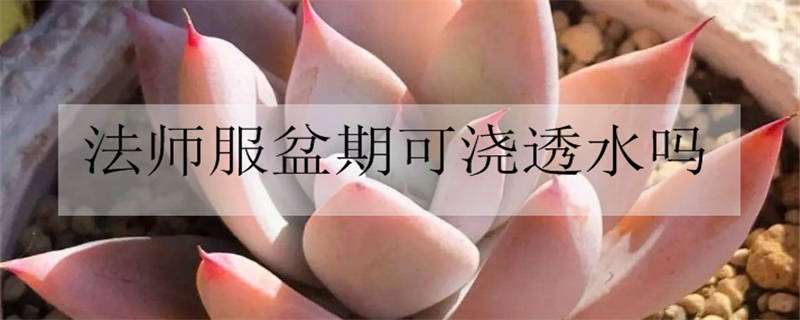 法师服盆期可浇透水吗 法师服盆期可浇透水吗视频