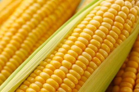 玉米施肥最佳时间 玉米施肥最佳时间和方法