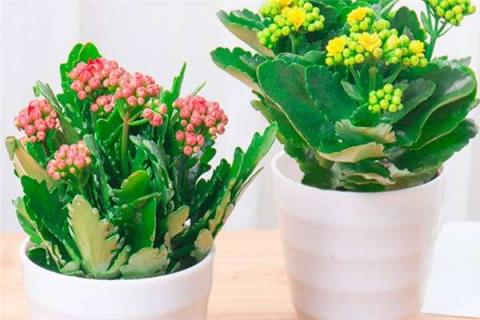一棵长寿花能养几年 长寿花二十年老桩图片