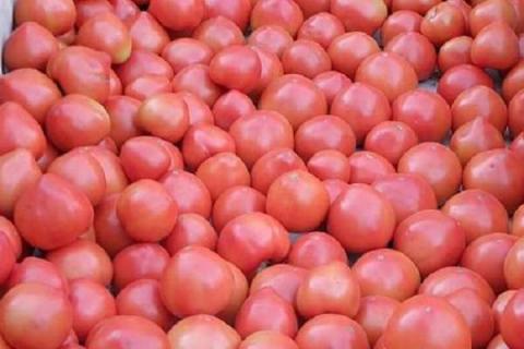 西红柿膨果期怎么样施肥才能高产 西红柿追什么肥最甜