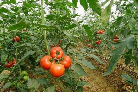 如何在家里种植番茄 栽培技术有哪些