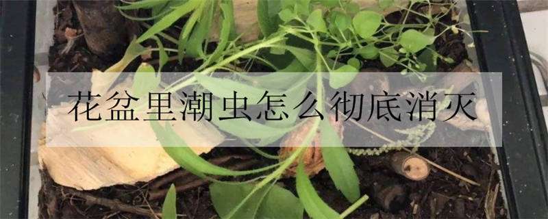 花盆里潮虫怎么彻底消灭