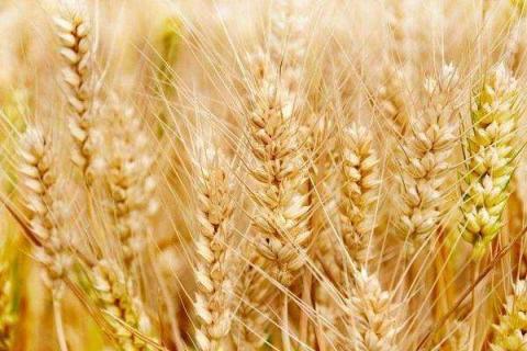 小麦冬灌能上化肥吗（小麦冬灌需要施肥吗）