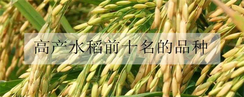 高产水稻前十名的品种 直播稻高产水稻前十名的品种